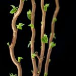 a close up of a tree branch with green leaves